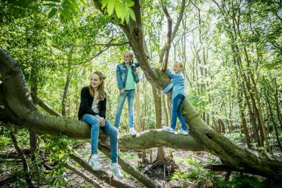 Wandelen in het bos | Hof Domburg & Buitenhof Domburg