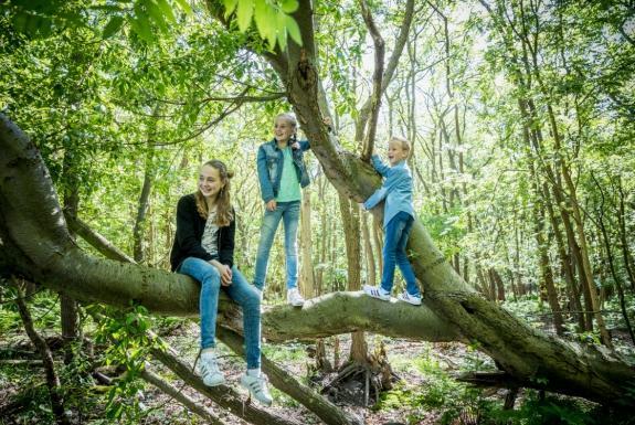 Wandelen in het bos | Ontdek de omgeving van Hof Domburg & Buitenhof Domburg